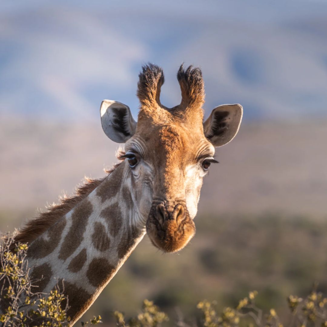 Close up of a giraffe